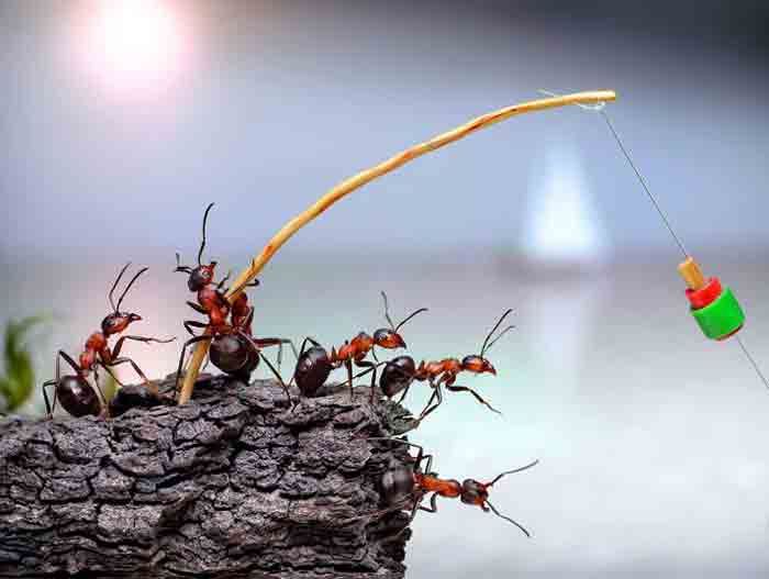 photo ants-fishing_2160866k.jpg