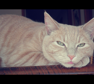 http://i1267.photobucket.com/albums/jj557/Chokoberri/N.png