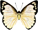 http://i1267.photobucket.com/albums/jj557/Chokoberri/cb.png