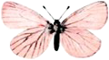 http://i1267.photobucket.com/albums/jj557/Chokoberri/pb.png