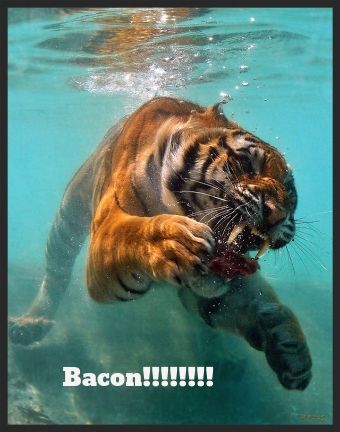 bacon!!!! photo FishItswhatsfordinner_zps93578141.jpg