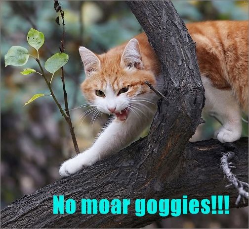 No moar goggies!!! photo 4057617_large-1_zps1879d7ec.jpg