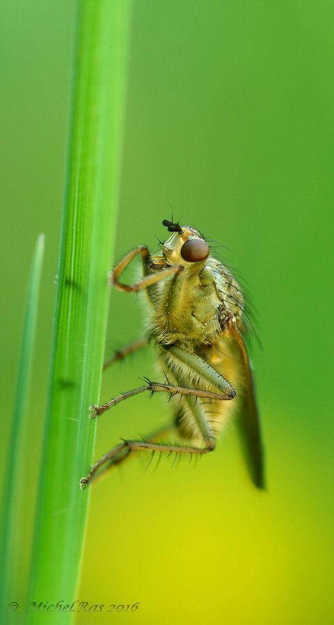 Fotografie