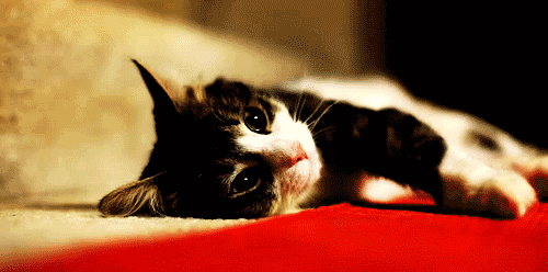 roll over kitteh