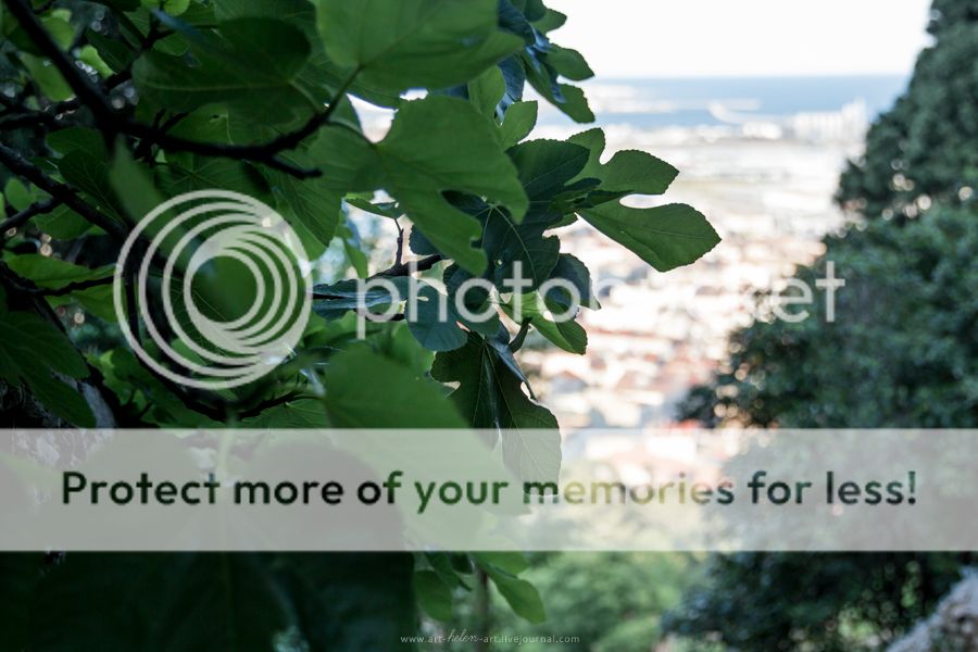 photo IMG_9386_zpsqp0tpyix.jpg