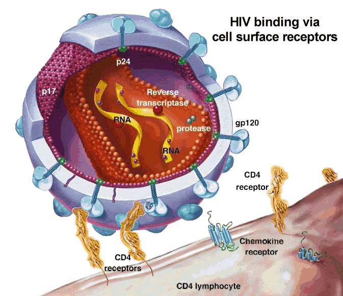 HIV / AIDS